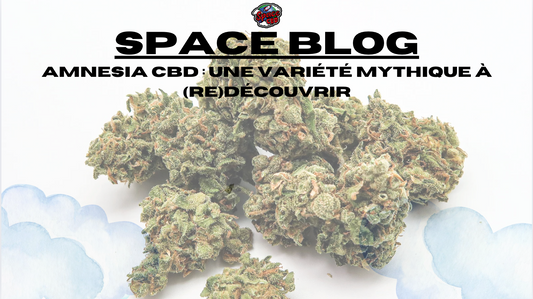 Amnesia CBD : une variété mythique à (re)découvrir
