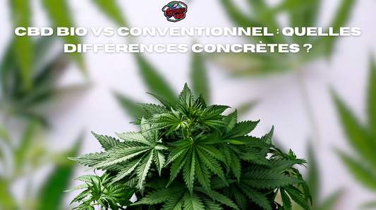 CBD bio vs conventionnel : quelles différences concrètes ?