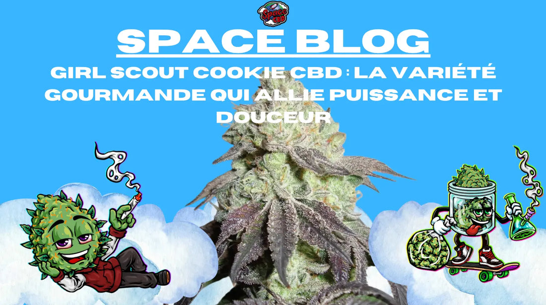 Girl Scout Cookie CBD : la variété gourmande qui allie puissance et douceur Space CBD France