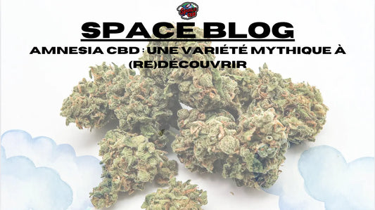 Amnesia CBD : une variété mythique à (re)découvrir Space CBD France