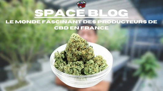Le monde fascinant des producteurs de CBD en France Space CBD France
