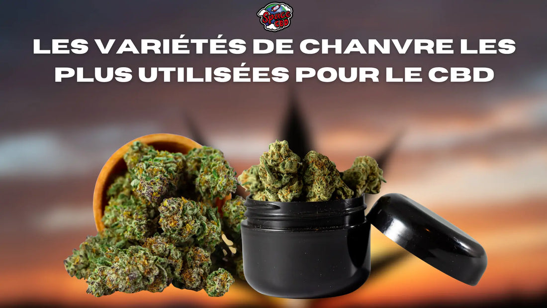 Les variétés de chanvre les plus utilisées pour le CBD Space CBD France