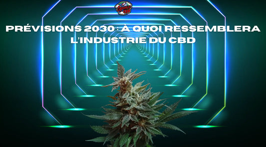 Prévisions 2030 : à quoi ressemblera l’industrie du CBD Space CBD France
