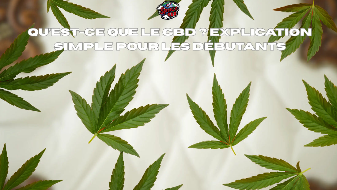 Qu’est-ce que le CBD ? Explication simple pour les débutants Space CBD France