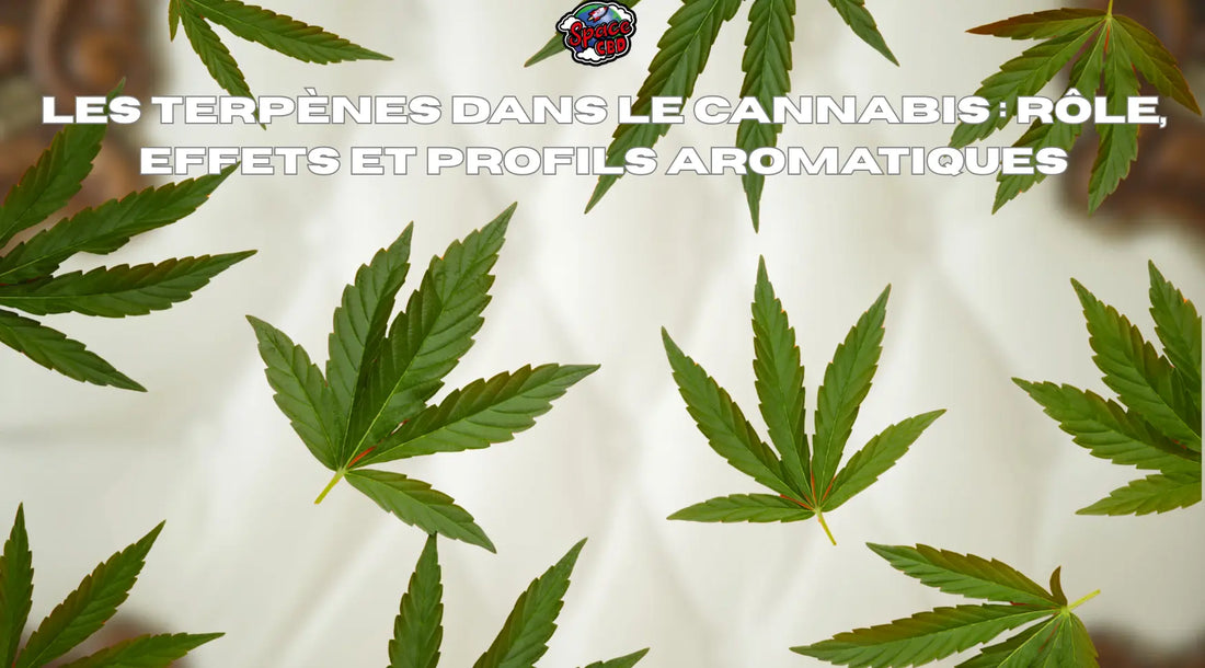 Les terpènes dans le cannabis : rôle, effets et profils aromatiques Space CBD France