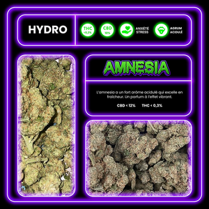 Fleur cbd Amnesia description